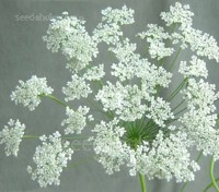 In summer, Ammi majus bears an abundance of large round blooms made up of clusters of tiny white florets. 