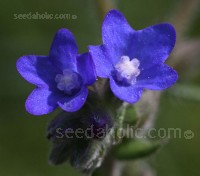 Noted for its deep sapphire-blue flowers that are extremely attractive to wildlife, Anchusa is a relative of borage.