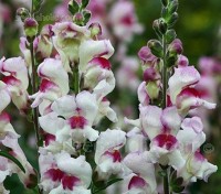 Antirrhinum ‘Lucky Lips’ blooms with distinctive contrasting bicolour purple-red and white flowers