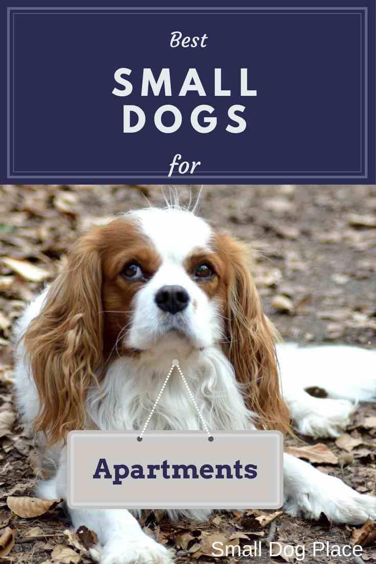 Best Small Dogs for People Who Live in Smaller Spaces