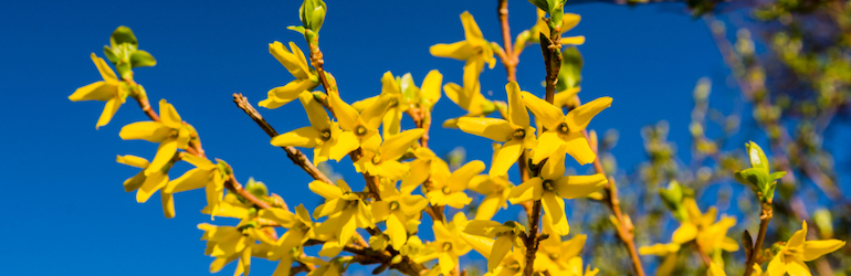 blooming yellow forsythia against the blue sky