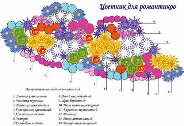 Клумба непрерывного цветения из многолетников с названиями цветов схема и фото