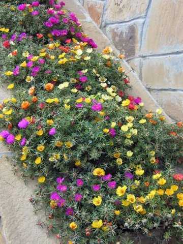 Низкорослые долгоцветущие цветы для клумбы фото