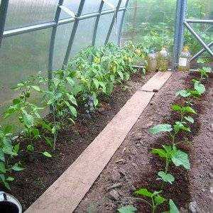 Парник под огурцы из поликарбоната – Парник для огурцов своими руками ...